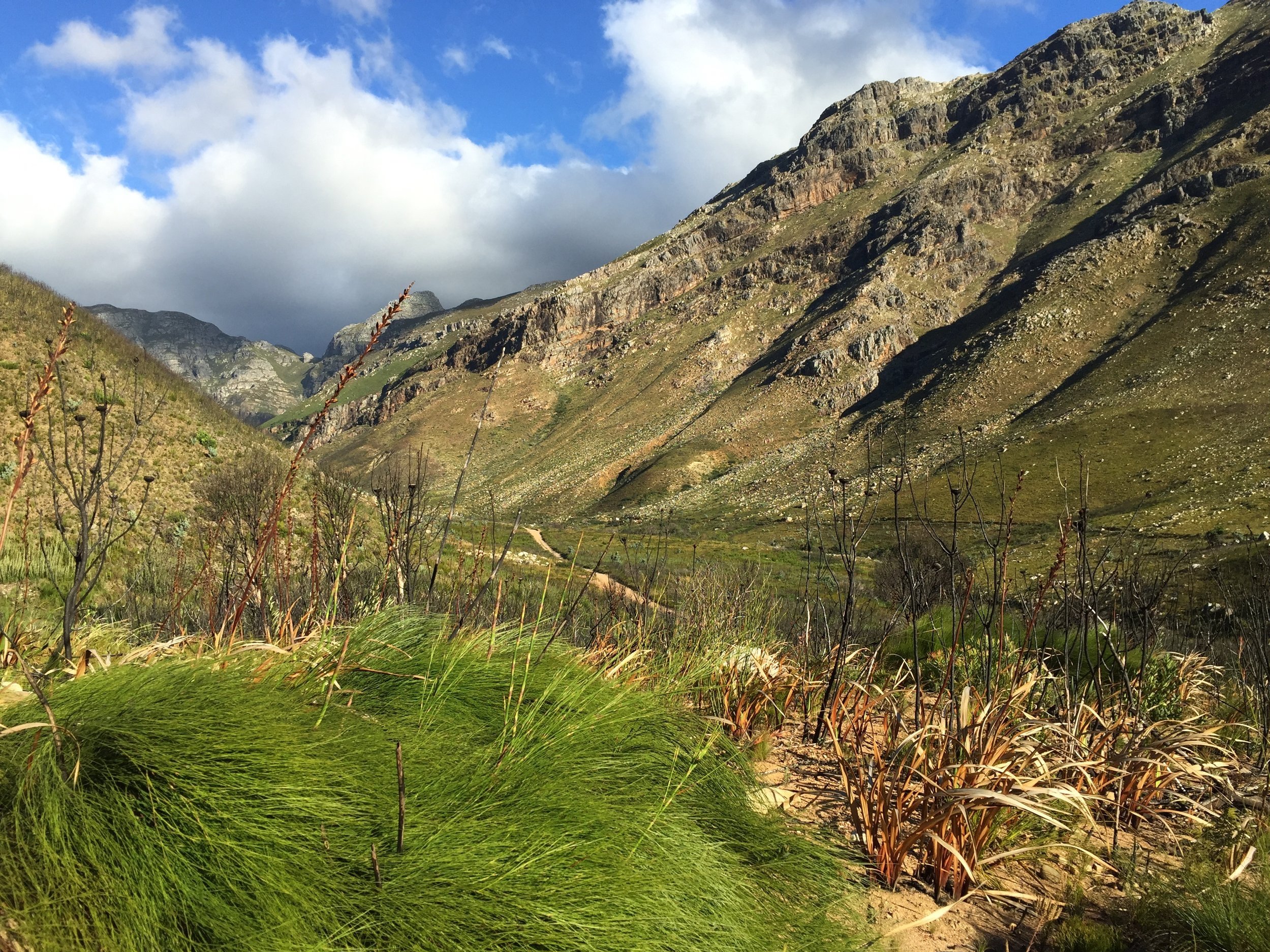Jonkershoek Nature Research, Stellenbosch, Western Cape
