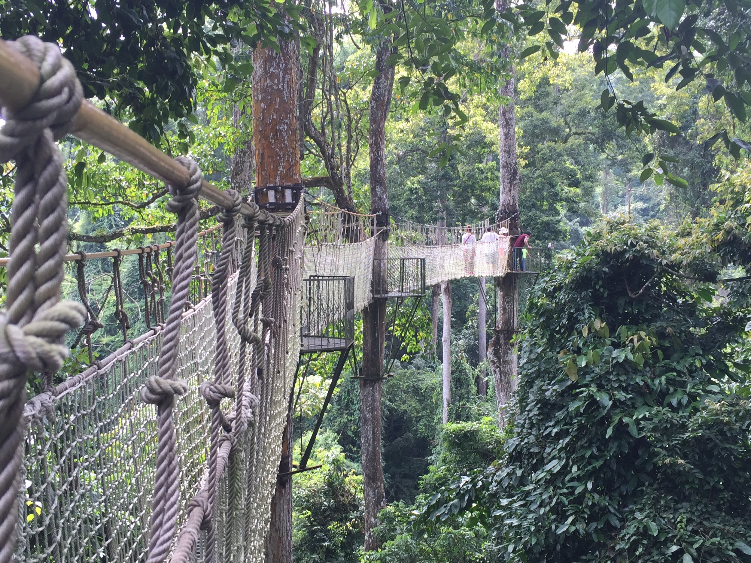 Dipterocarp forest canopy bridges in XishuangBanna, Yunnan, China
