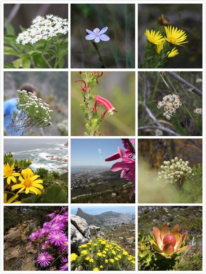 Fynbos biodiversity of the western cape, South Africa