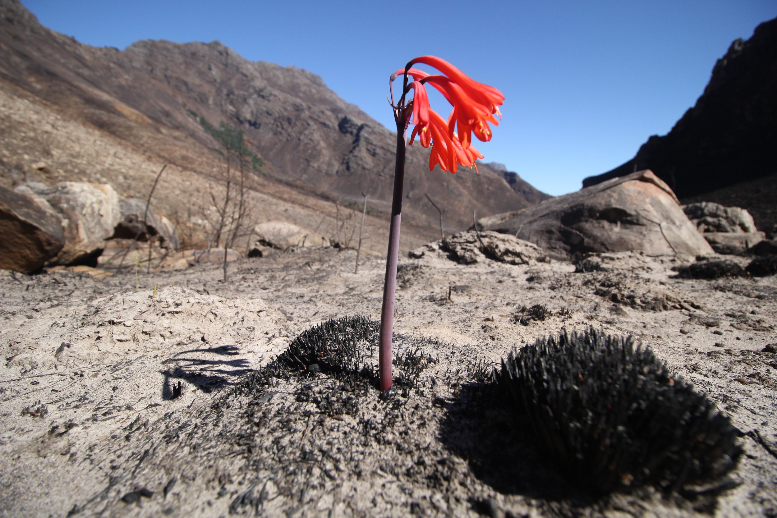 The endemic species Cyrtanthus ventricosus emerges after fire in the highly nutrient-starved soils of the Fynbos biome.