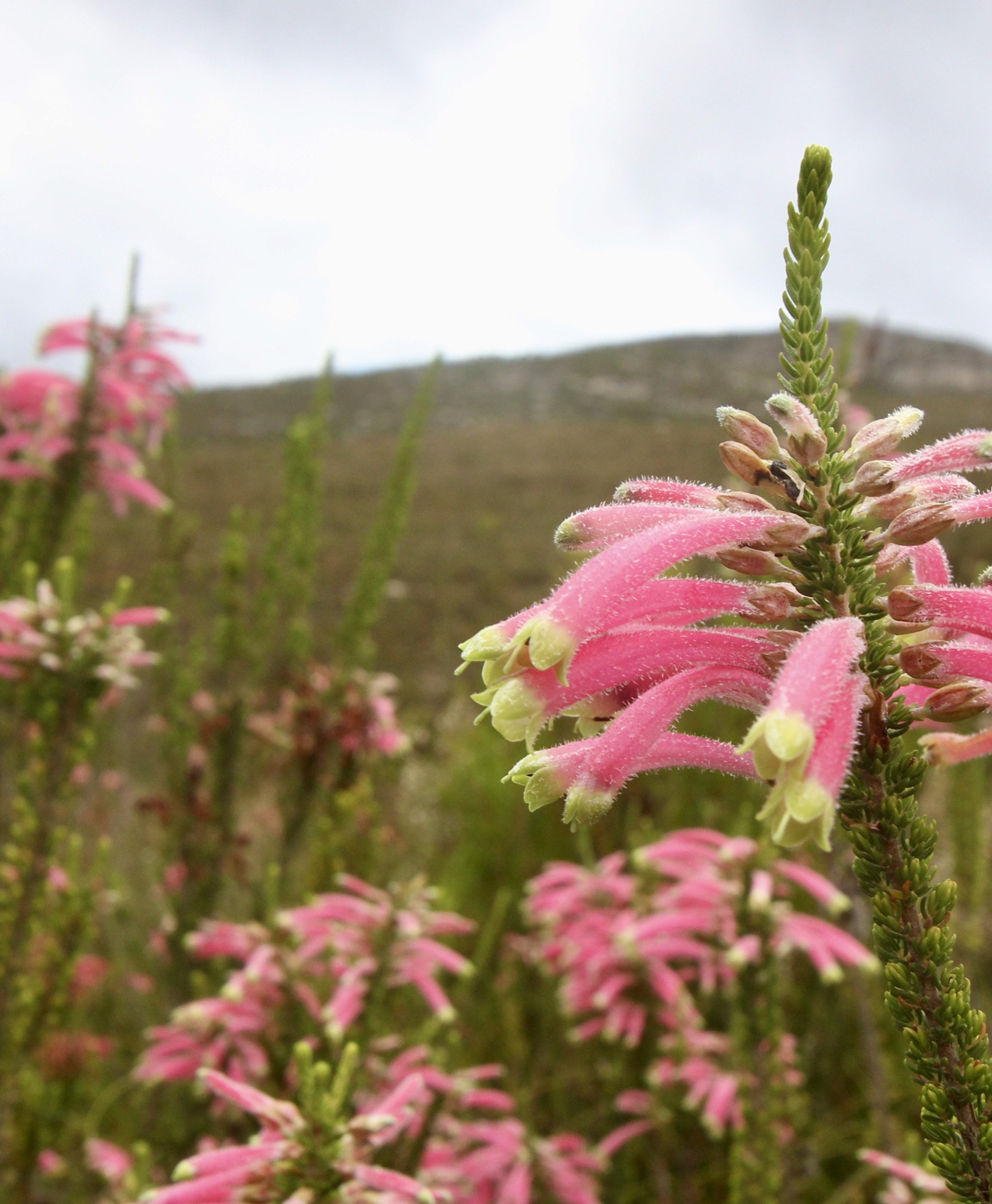 Flowering plants of Erica in the hyper-biodiverse plant community of the Fynbos biome rely on the world's thinnest roots to compete effectively for scarce nitrogen in soils.