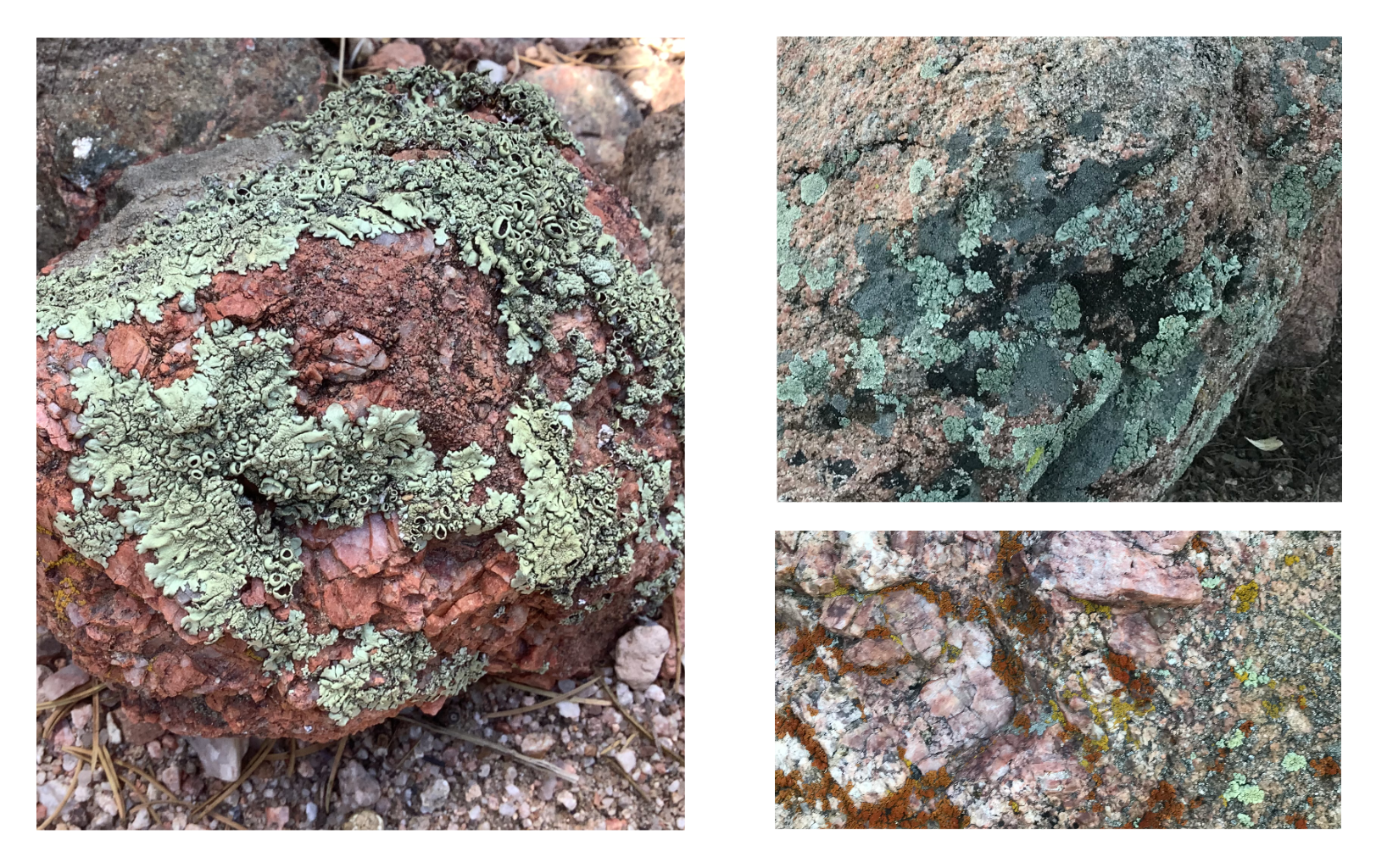 Biocrust (photo credit: Shloka)