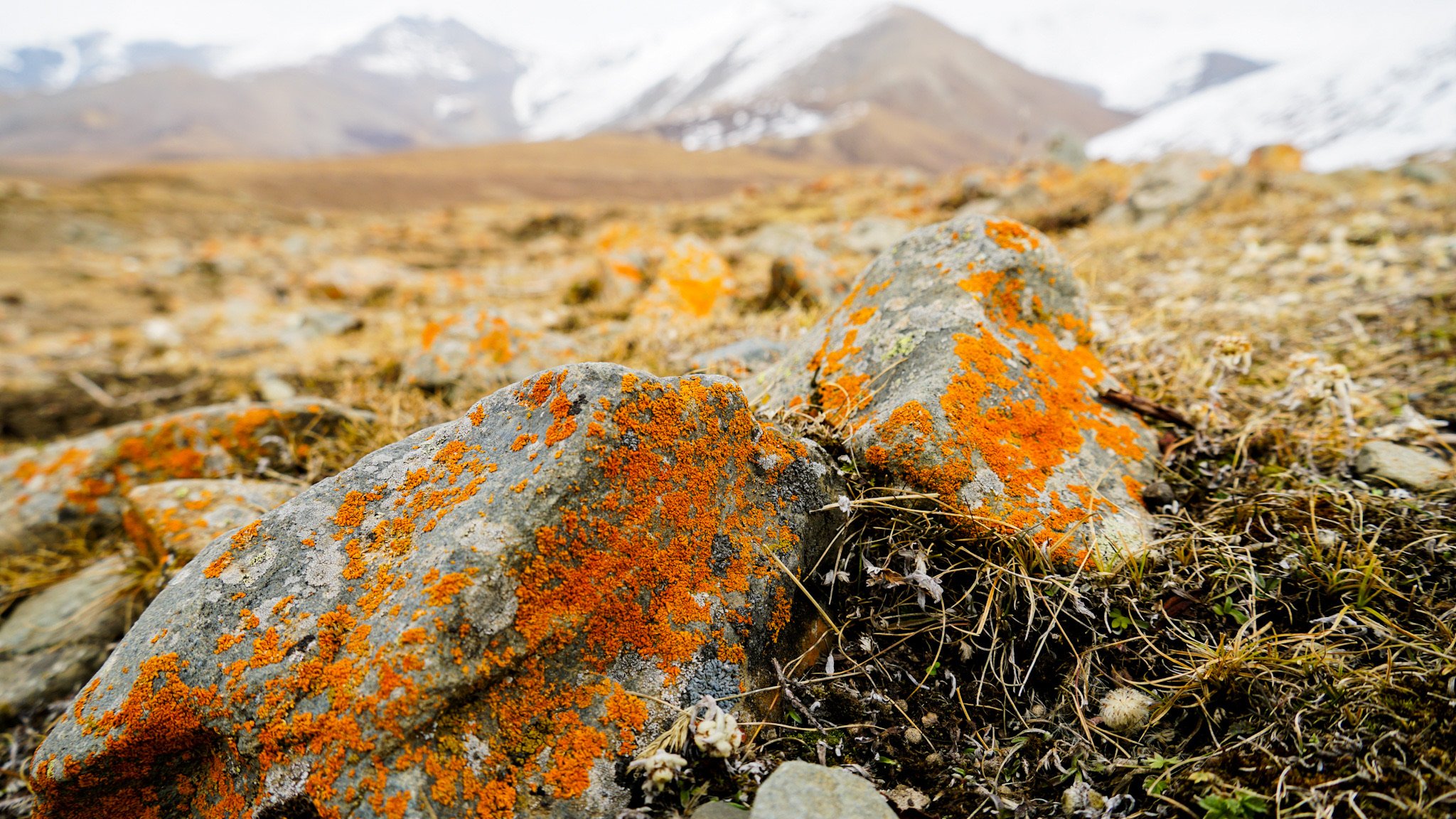 Biocrust in seasonal river bed, 11,800 feet elevation