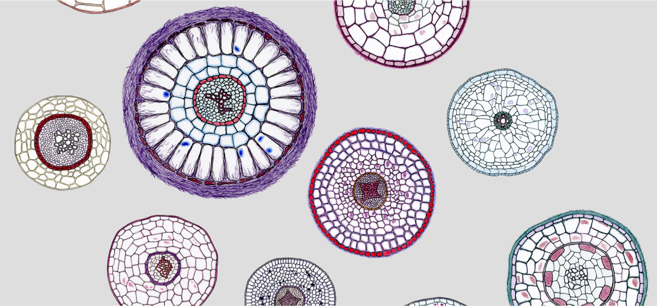 Root cross-sections showing functional trait diversity