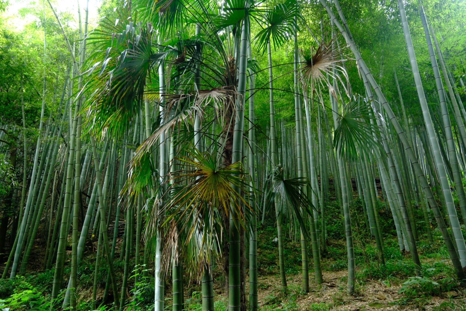 Bamboo forest — grassy trees achieving canopy dominance